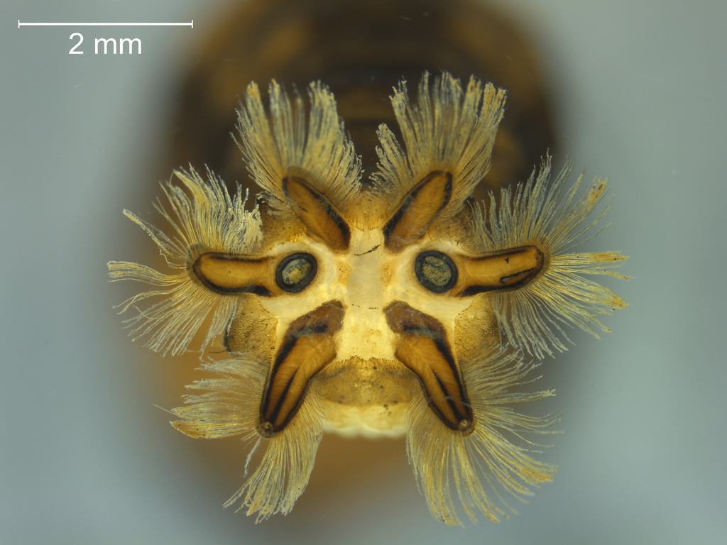 Tipula obscuriventris